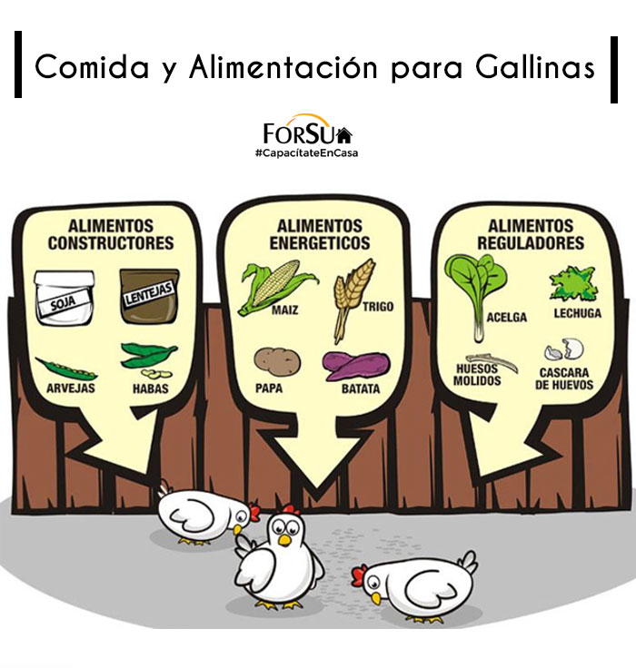 Alimentacion-Gallinas